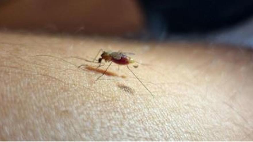 El mosquito transmisor de la malaria provoca 800 nuevos casos en España