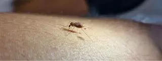 El mosquito transmisor de la malaria provoca 800 nuevos casos en España