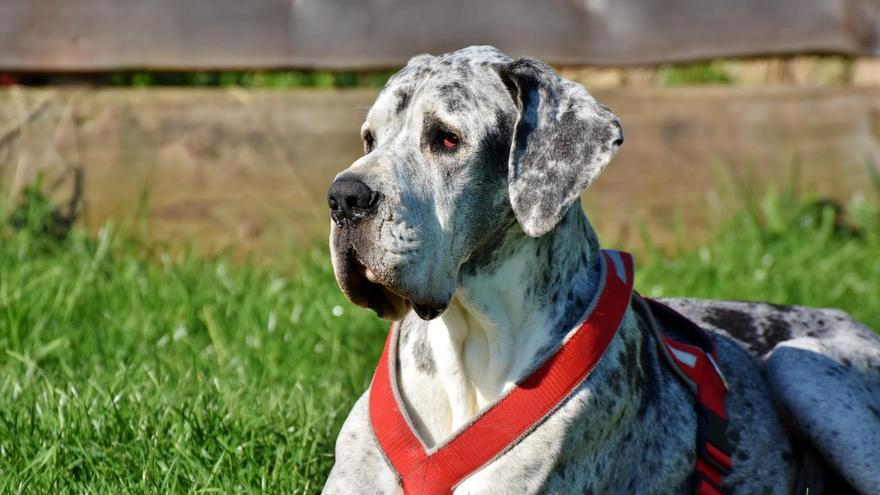 Estas son las 5 razas de perros más grandes del mundo