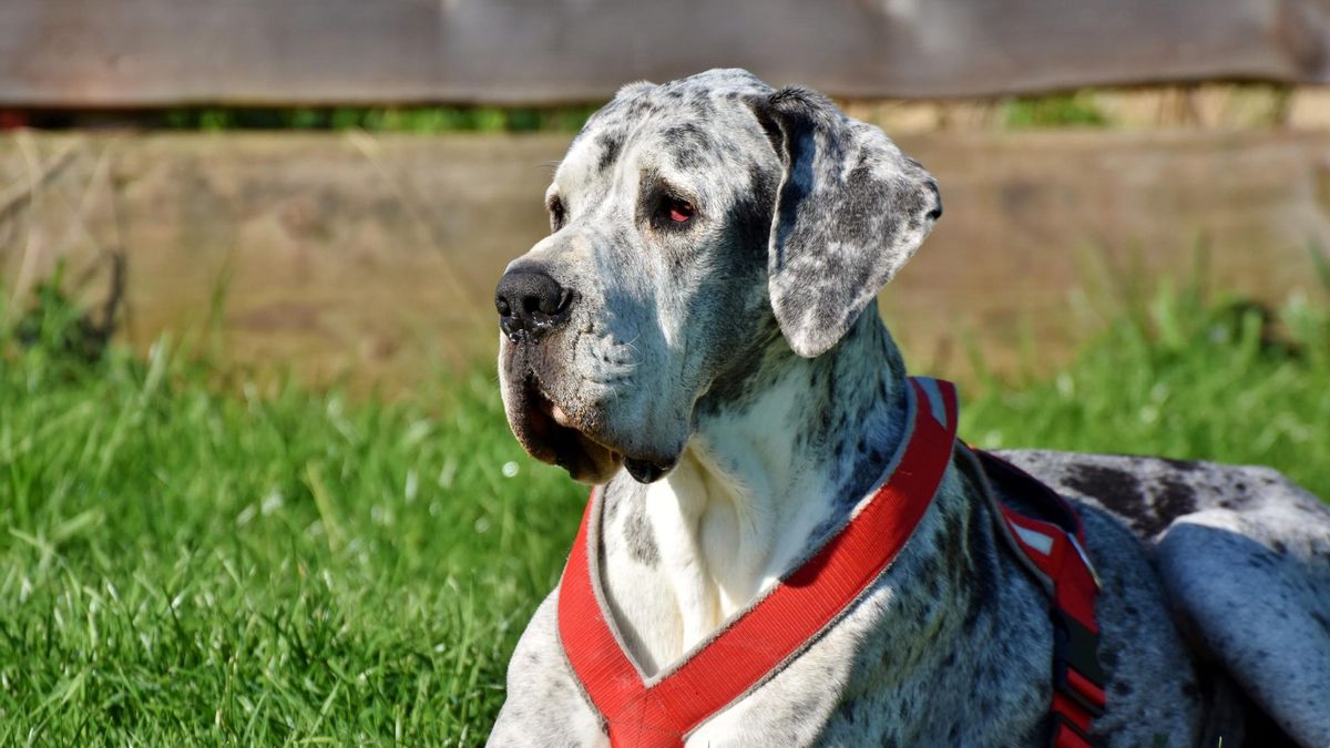 Estas son las 5 razas de perros más grandes del mundo