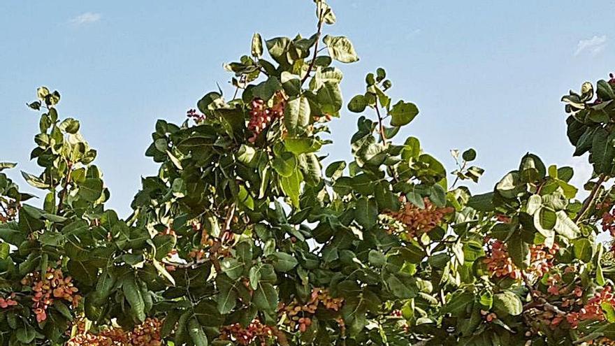 Cultivo de pistacho del Centro de Demostración Agraria &#039;Las Nogueras de Arriba&#039; donde se desarrolla el proyecto.