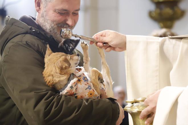 Bendición de mascotas por el día de San Antón en Córdoba
