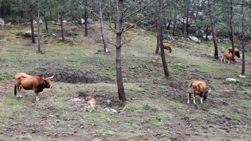 Las vacas de los comuneros, que según ellos son las que mantienen limpios sus montes. // Muñiz
