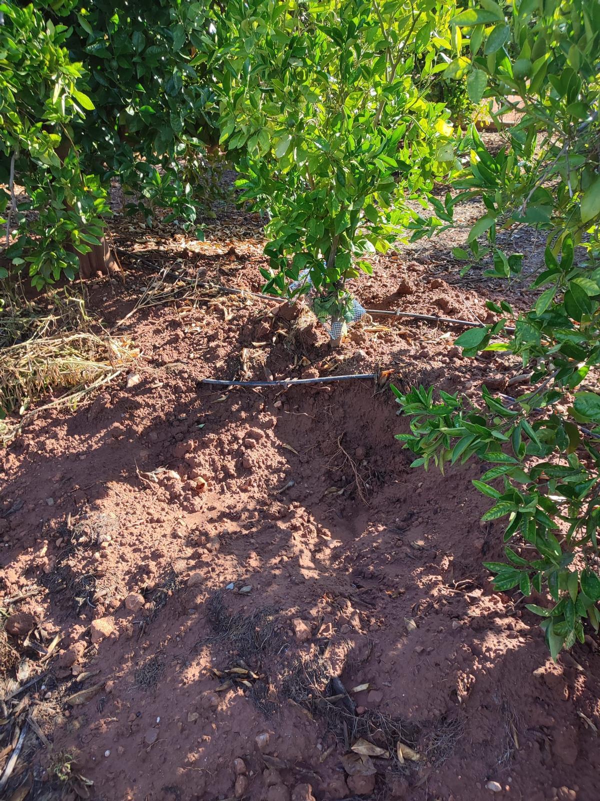 Tierra escarbada y gomas de riego afectadas por la acción de los jabalíes en Moncada