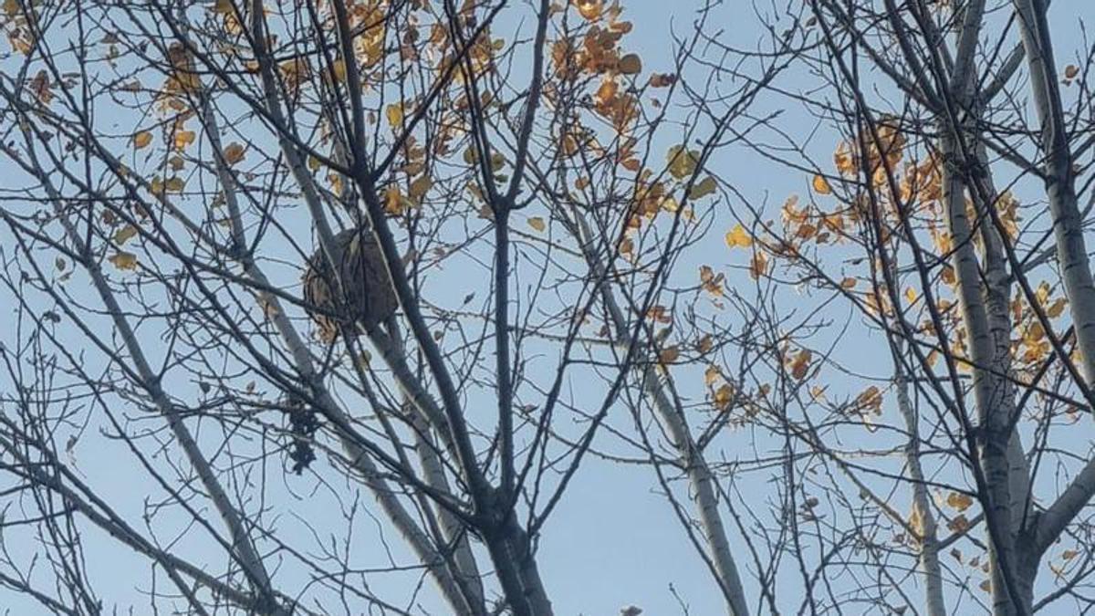 El nido de avispa velutina neutralizado.