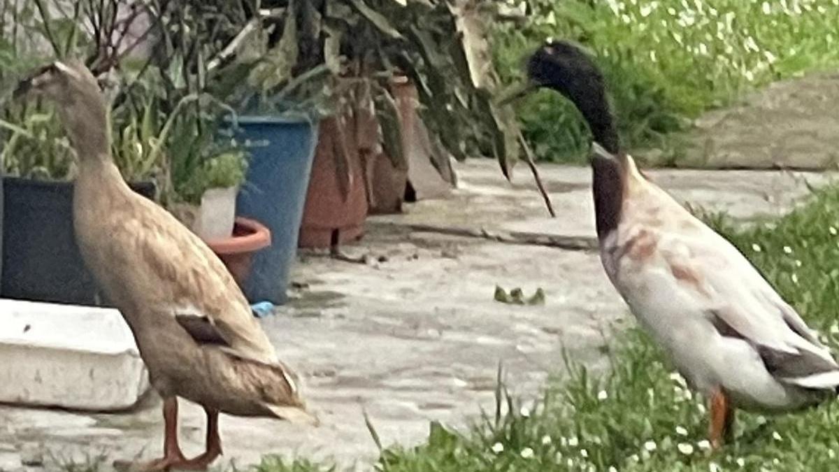 Los dos patos corredores indios robados en Tornín (Cangas de Onís).