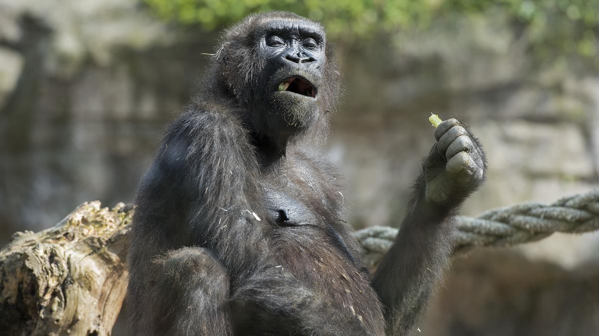 zentauroepp42264070 zoo180222184221 zentauroepp42264070 zoo180222184221