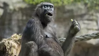 ¿Qué diferencia a los humanos de los otros mamíferos? Los genomas de 240 especies dan algunas pistas
