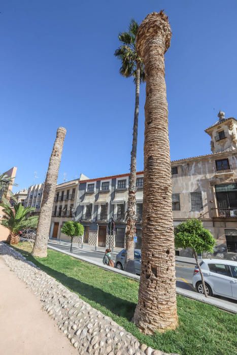 El área de Infraestructuras del Ayuntamiento de Orihuela retira desde hoy 23 troncos y tocones de las palmeras de la plaza de Santa Lucía. Un auténtico "monumento al picudo" en los últimos meses. Toda