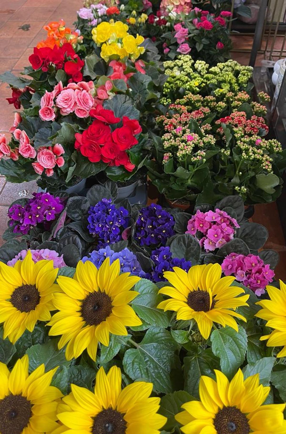 Flores de Agrocentro Turiel