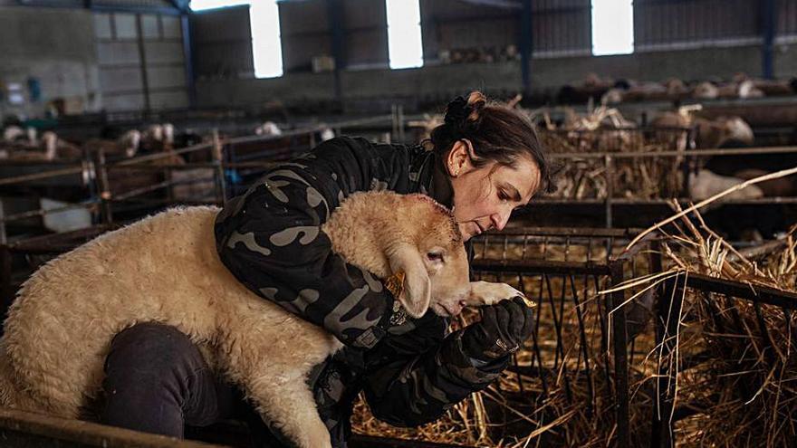 La ganadera examina las patas de una oveja. | Emiliio Fraile