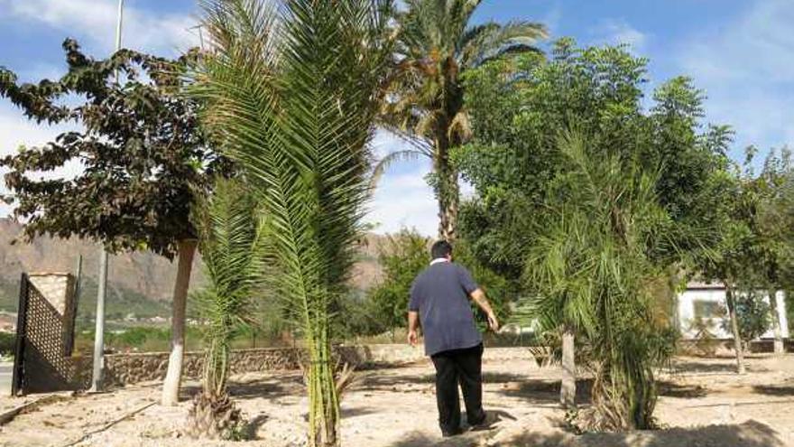Una veintena de palmeras ya están plantadas en el soto.