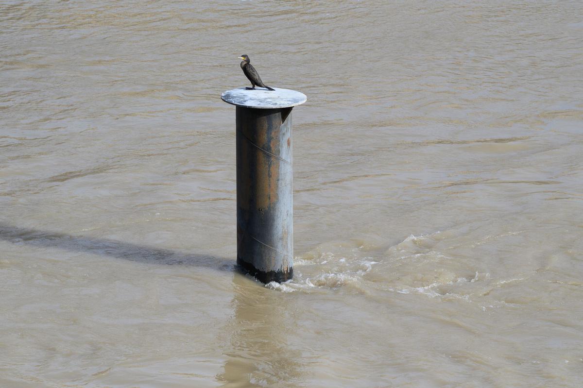 EN IMÁGENES | Crecida del río Ebro a la altura de Zaragoza
