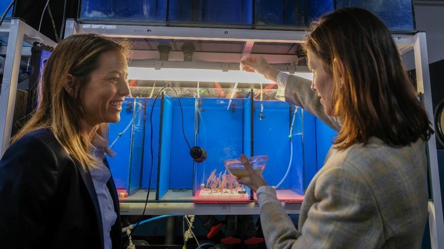 Cristina Arenas y Maria Coll, fundadoras de &#039;Belong to sea&#039;, alimentan a las colonias de gorgonias naranjas en el laboratorio.