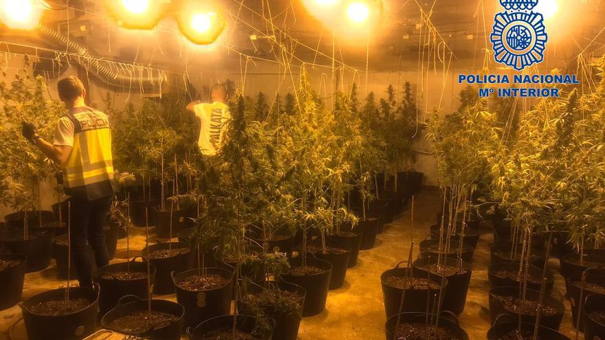 Desmantelan una plantación de marihuana en una nave industrial de Gandia