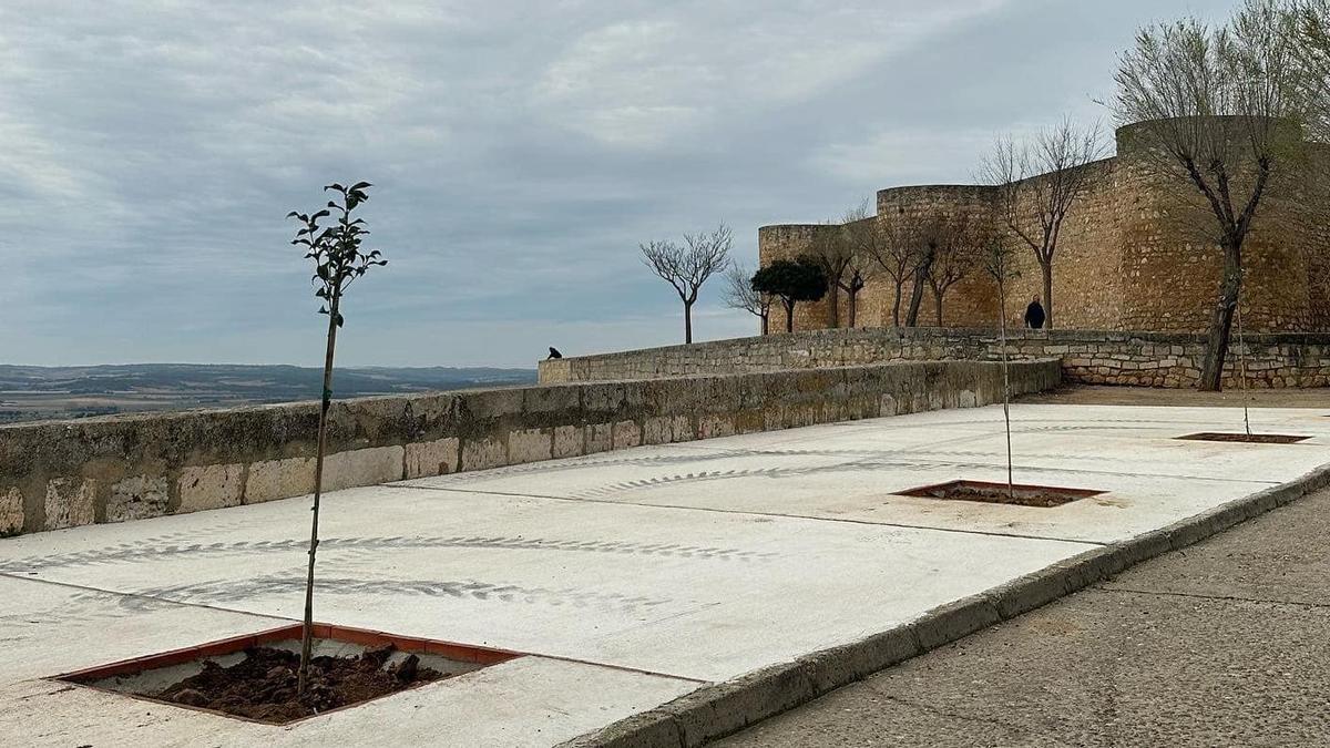 Árboles plantados por el Ayuntamiento en el entorno del Alcázar