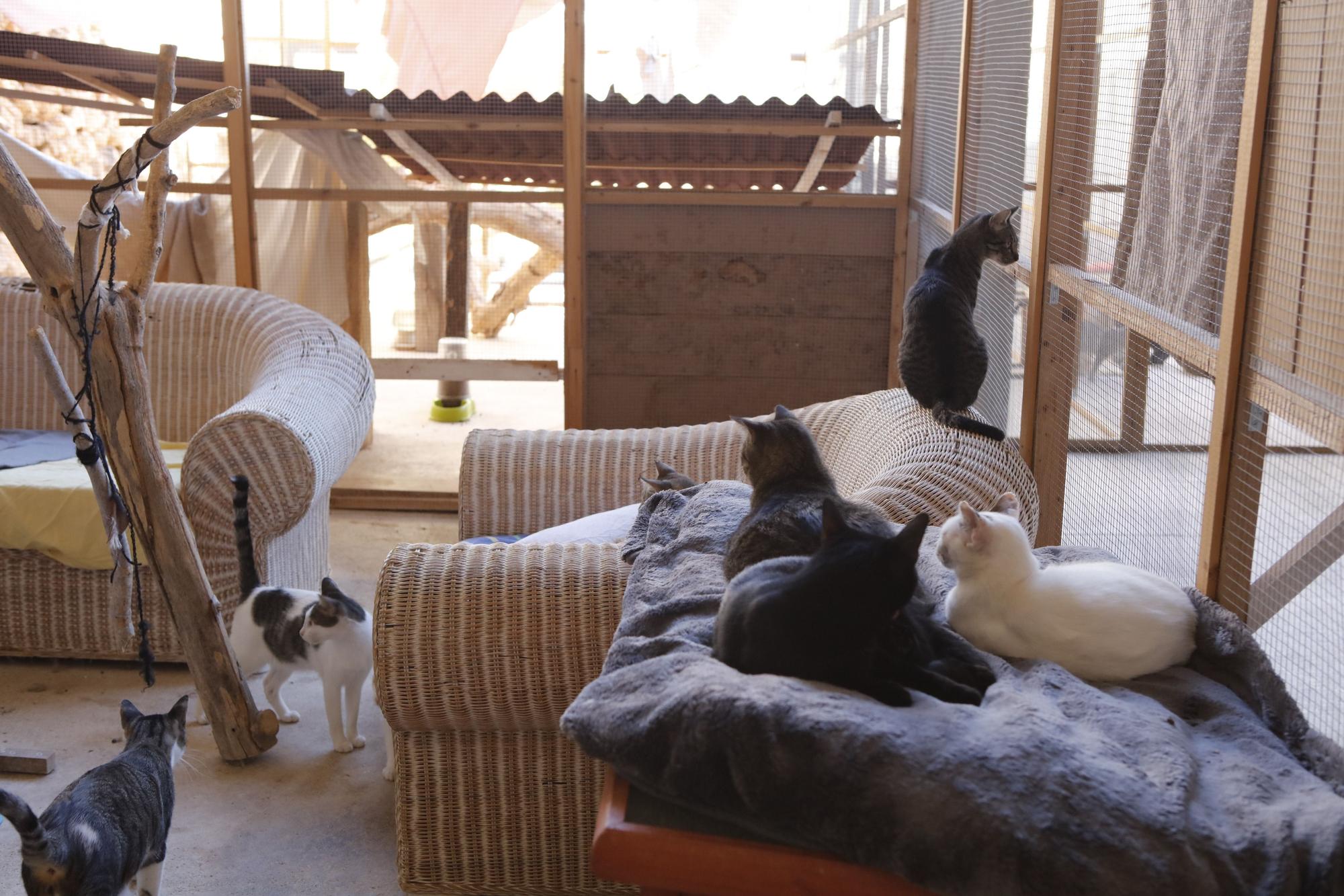 MZ-Besuch bei Cats Karma nahe Vilafranca