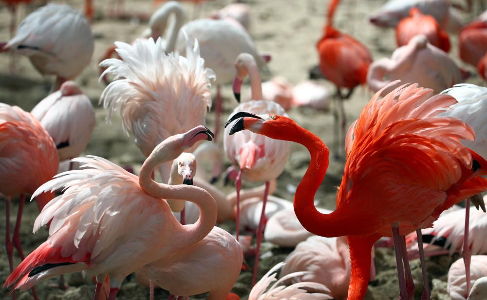 Boniques imatges dels flamencs del Zoo de Hellabru