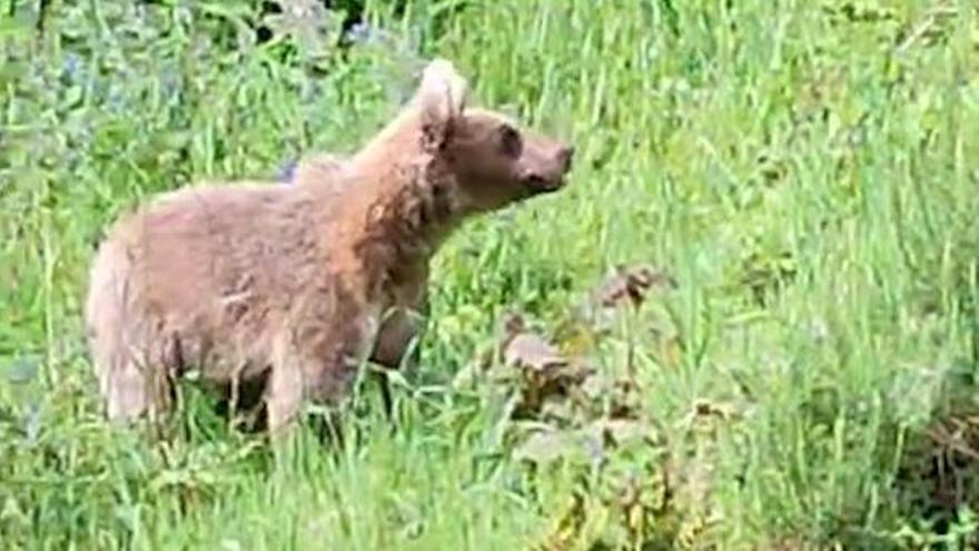VÍDEO: La inesperada visita de un oso al pueblo de Llano, en Cangas del Narcea