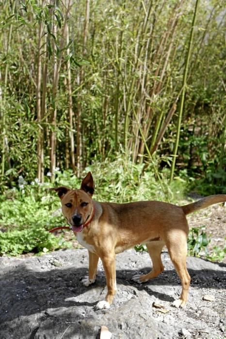 Seit über 30 Jahren betreibt Josefi na Vivancos in Pollença ein Hundeasyl. Zum Tierschutz kam die Mallorquinerin eher zufällig. Heute lebt sie mit 40 Hunden auf einer Finca und hat Hunderten von Vier