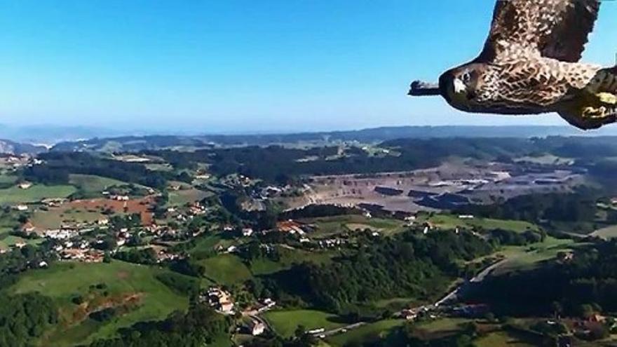 Un halcón acompaña a un dron en un vuelo sobre Candás