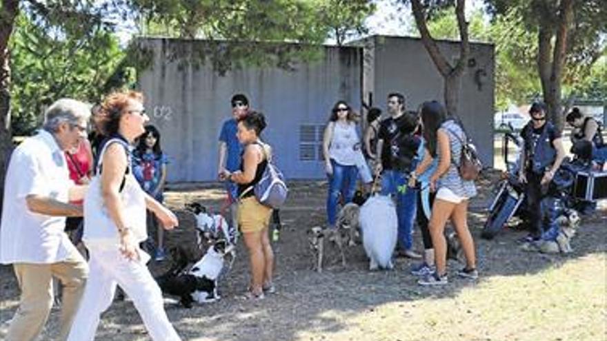 Decenas de ‘peludos’, a la espera de encontrar su manada feliz