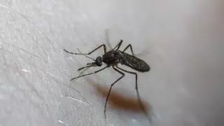 Cómo tratar una picadura de mosquito inflamada