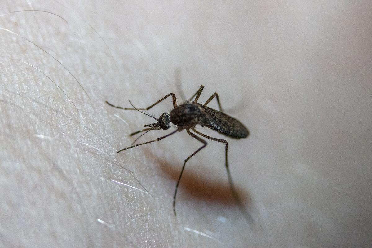 Cómo tratar una picadura de mosquito inflamada.