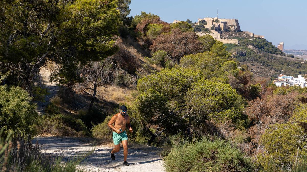 La Serra Grossa de Alicante sigue a la espera de la regeneración que se anunció hace un año