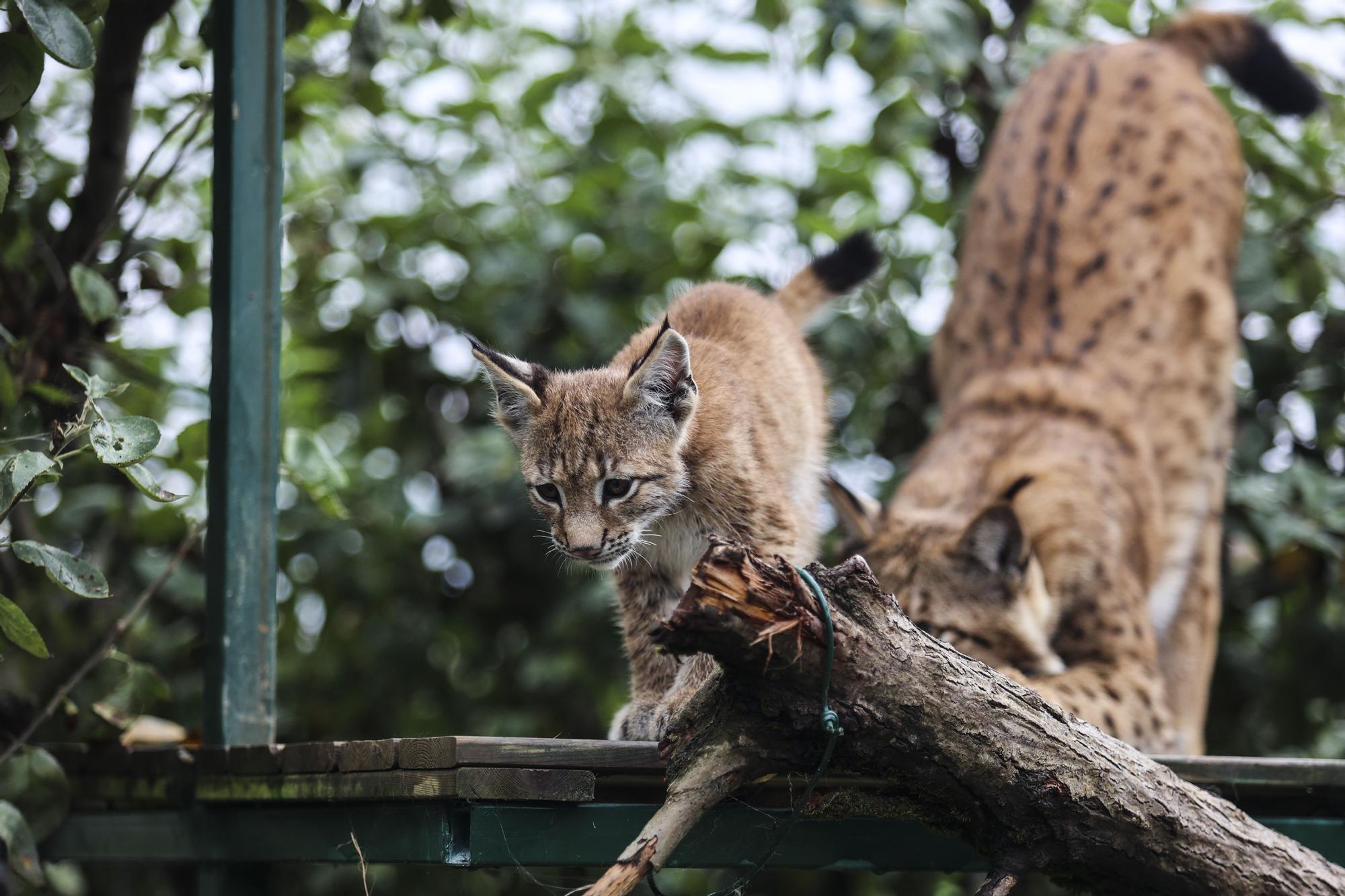 Así es "Dora", la cría de lince que enamora a los visitantes del zoo de Oviedo