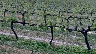 La granizada de este sábado arrasa la cosecha de 1.500 hectáreas de viñedos del Alt Penedès