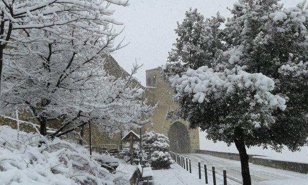 Morella