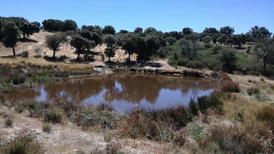 Charca de Rieta La Encina, en Fornillos de Fermoselle, una de las afectadas por la pesca del cangrejo.