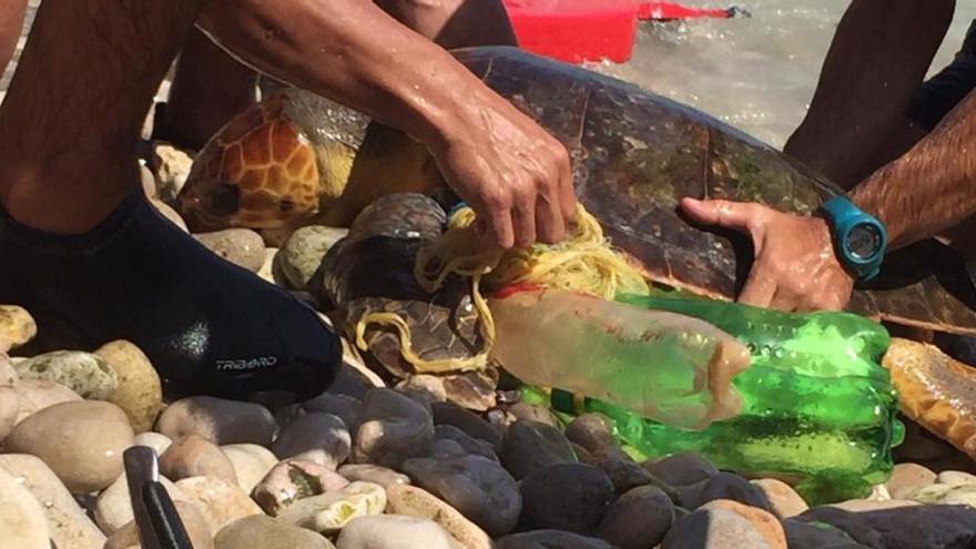 Liberan a una tortuga boba en la isla del Portitxol