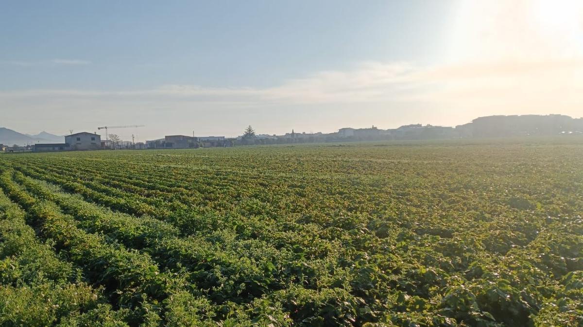 Vista de un campo de patatas.
