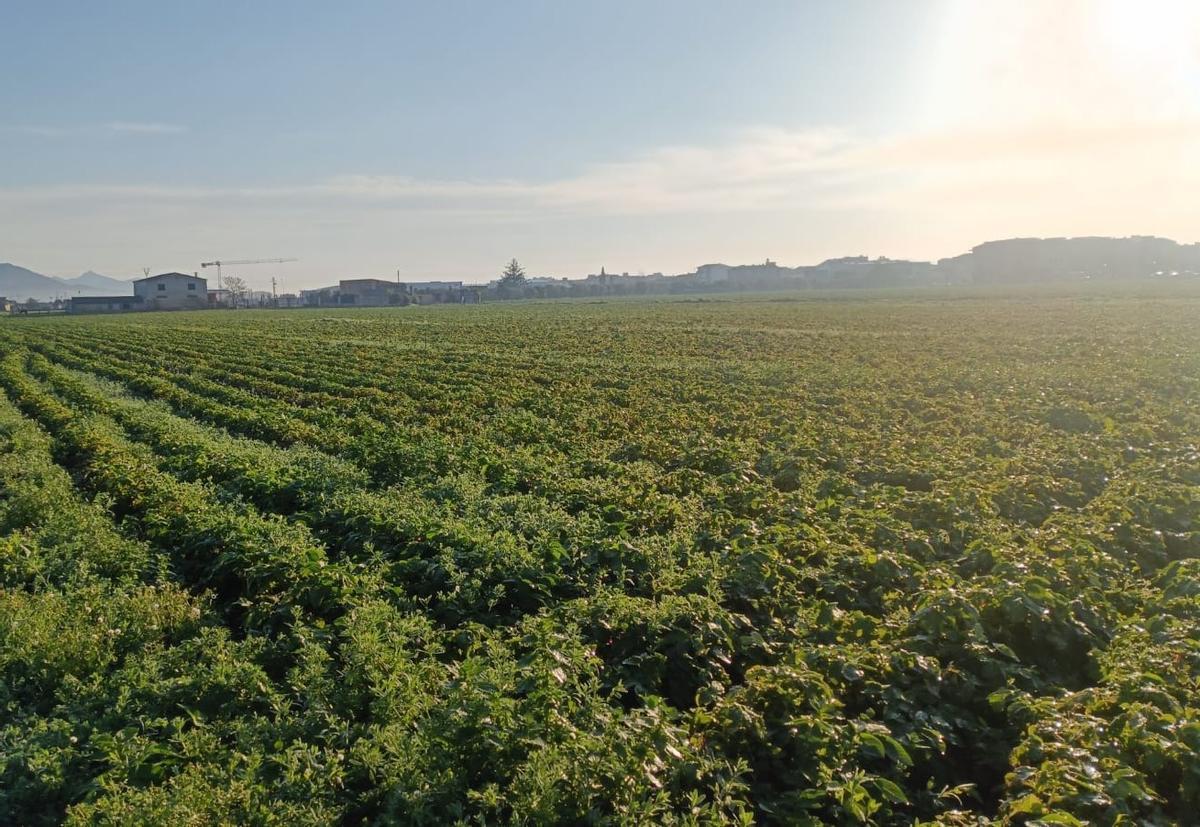 Vista de un campo de patatas en sa Pobla.