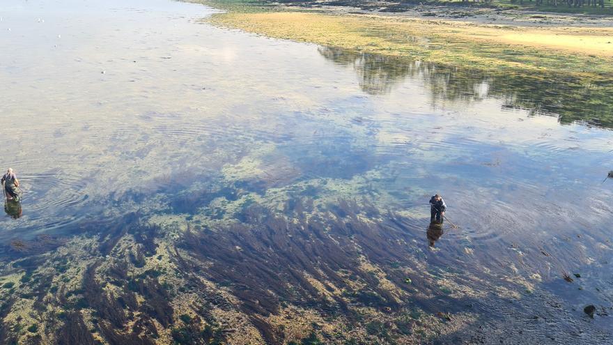 La pesca artesanal del chopo se resiste a morir bajo el puente de A Toxa