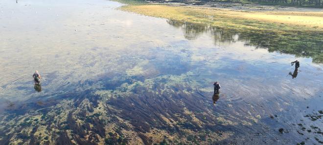 La pesca artesanal del chopo se resiste a morir bajo el puente de A Toxa