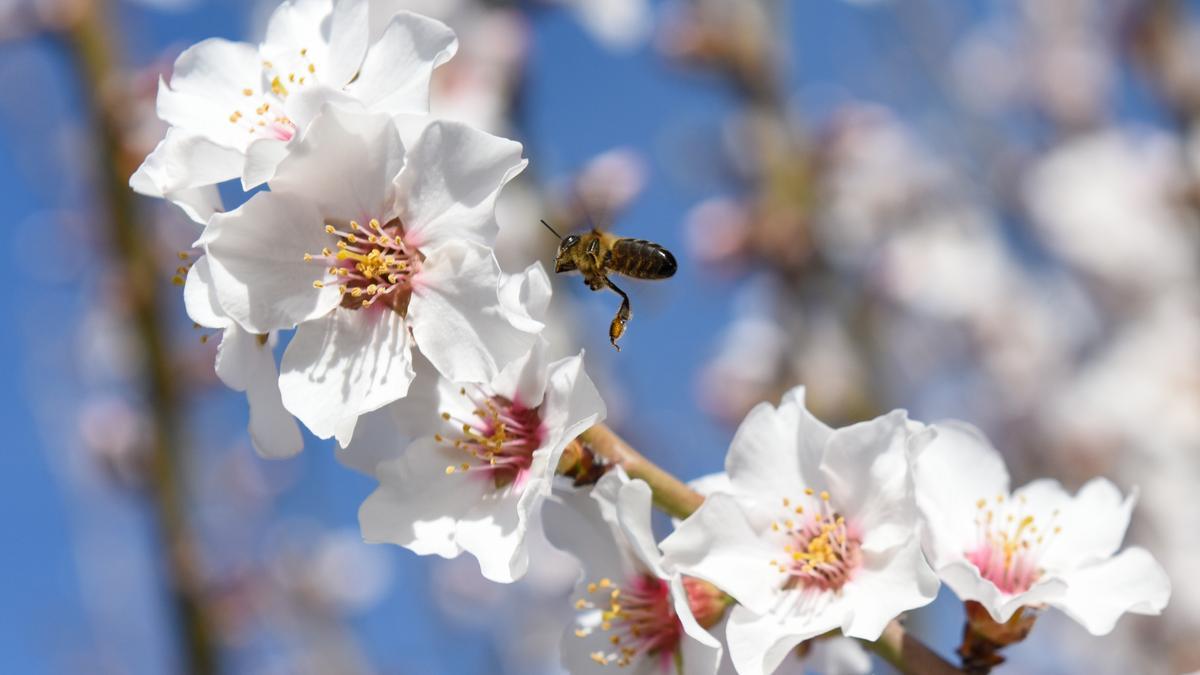 Archivo - Una abeja en un almendro en flor en Garrovillas de Alconétar, a 16 de febrero de 2022, en Cáceres, Extremadura (España).