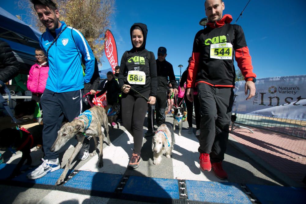 Can We Run: Gran carrera de perros para la concienciación animal