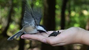 Un pájaro come de la mano de una persona en un bosque