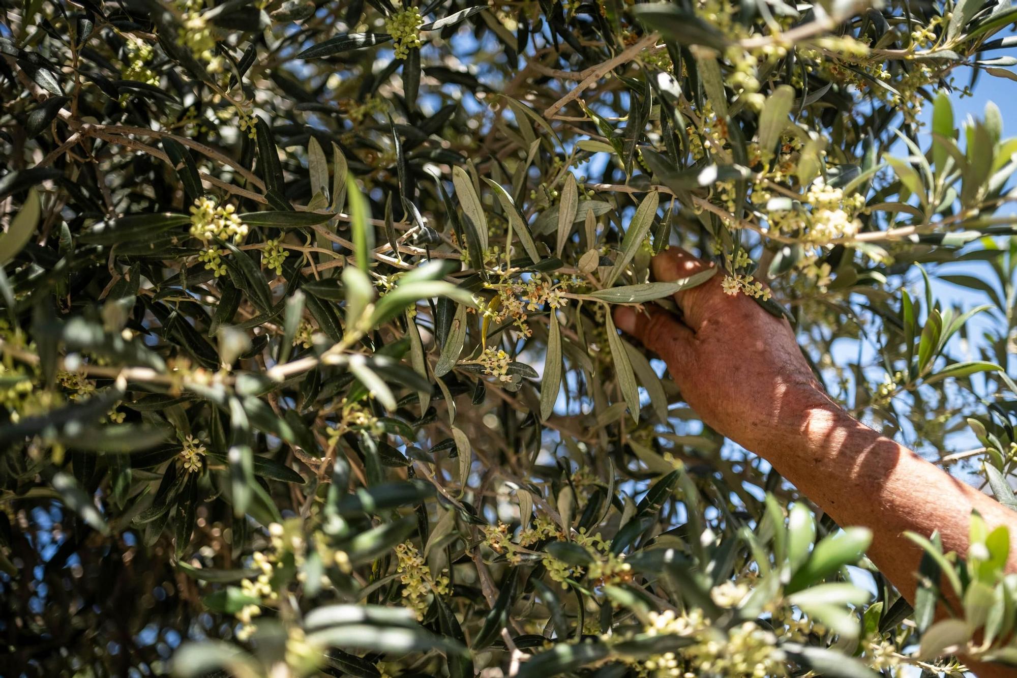 Manuel Marrero. agricultor afectado por la sequía