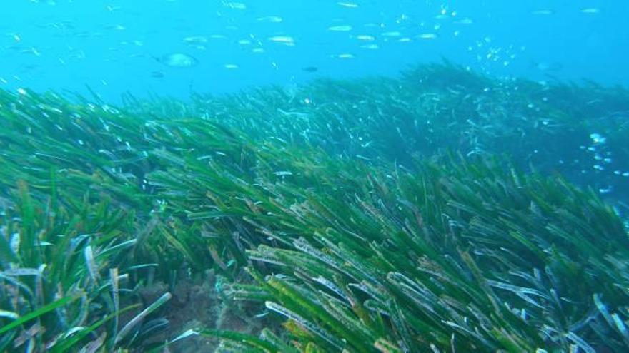 Las praderas de posidonia oceánica están expuestas a los sucesivos periodos de temporales de levante y calma, que crean los arribazones en las playas.