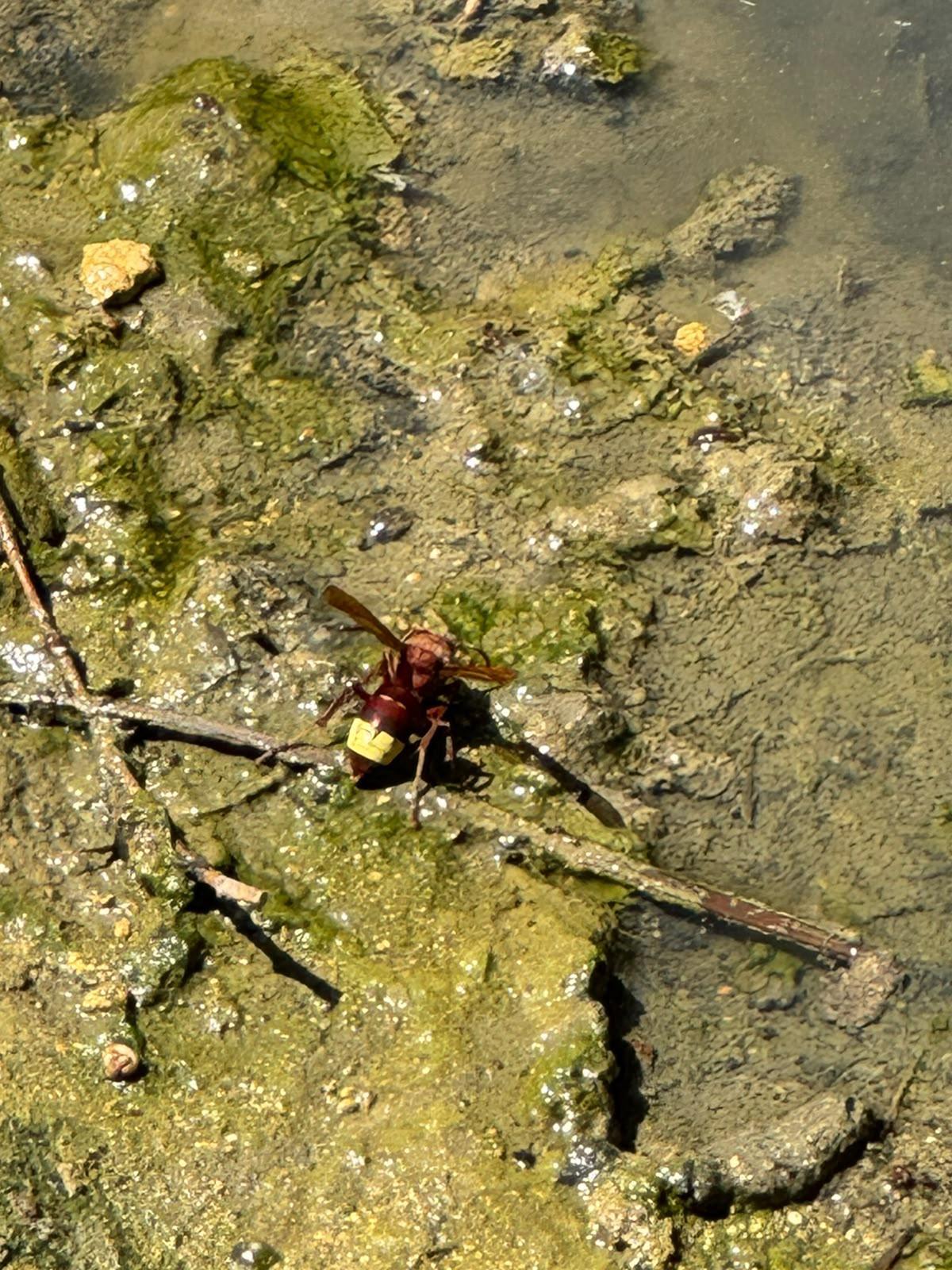 Una avispa asiática en el Parque de María Luisa de Sevilla