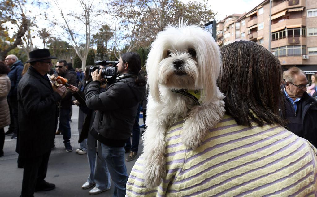 Así ha sido la bendición de animales por San Antón en Murcia