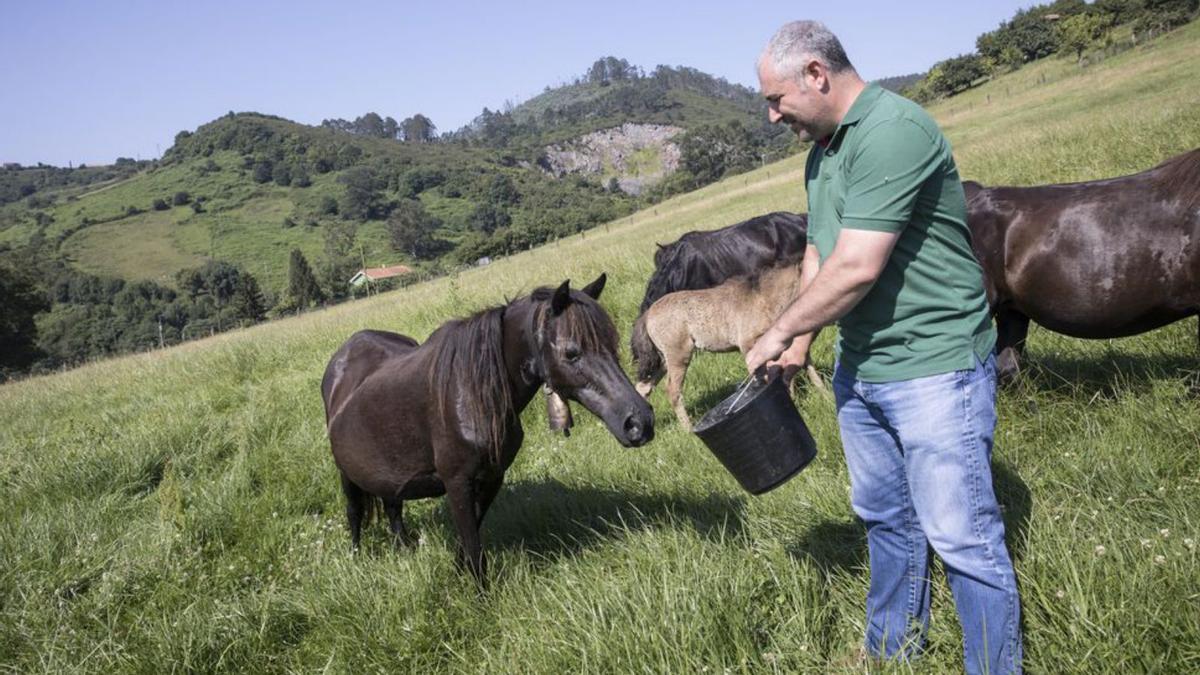 Concheso ceba a varios de sus ejemplares en Noval (Llanera).