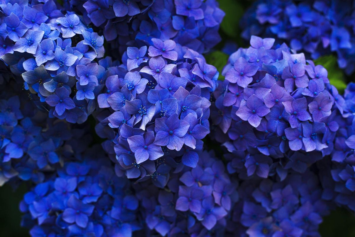 Las hortensias son ideales para decorar tu casa en otoño.