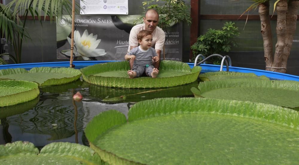 El nenúfar gigante espera a su flor //J.Lores