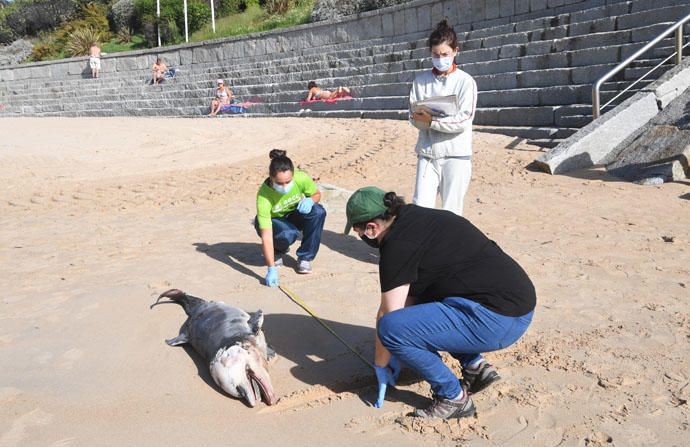 El mar arrastra a San Amaro a una cría de delfín