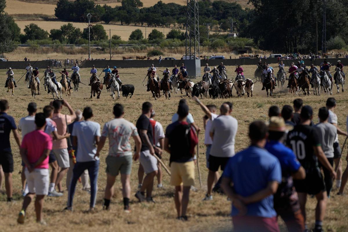Tradición y espectación en el arranque de los espantes de Fuentesaúco Tradición y espectación en el arranque de los espantes de Fuentesaúco